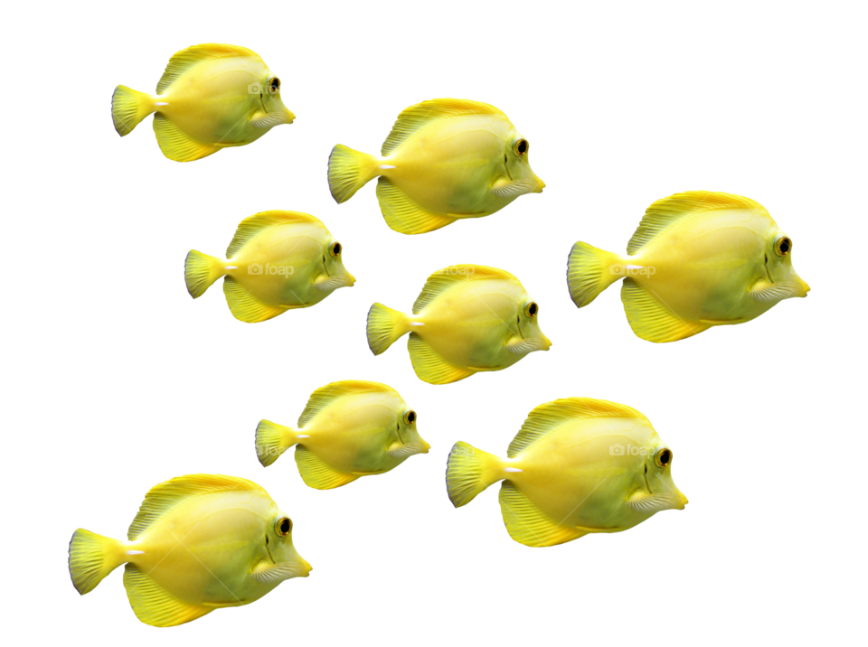 yellow fish