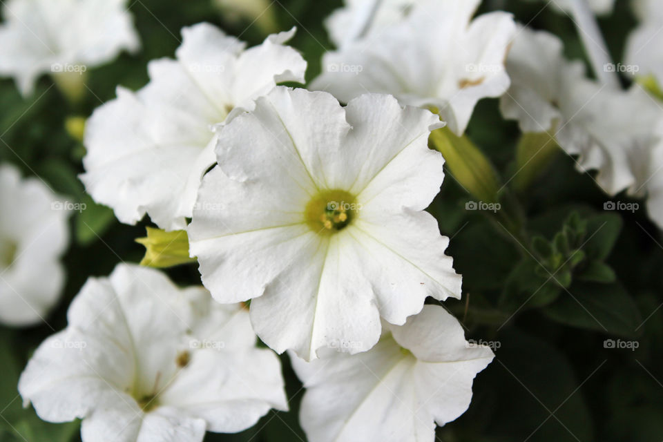 White summer flowers