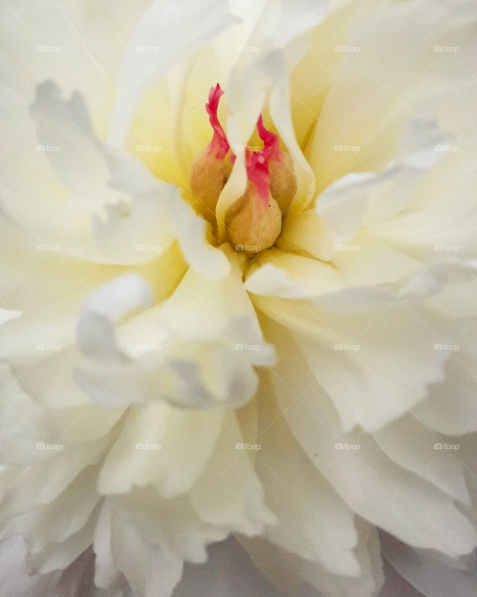 white flower closeup