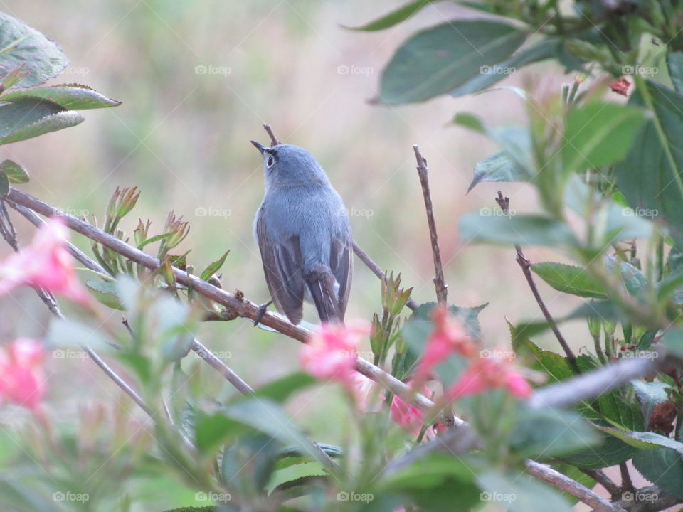 Blue-Grey Gnatcatcher