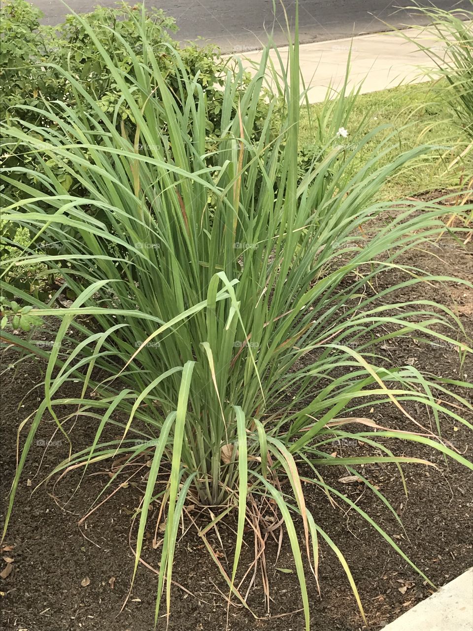 Portrait of a spider plant.