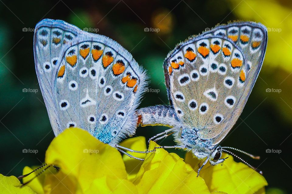 Butterflies at the yellow flower
