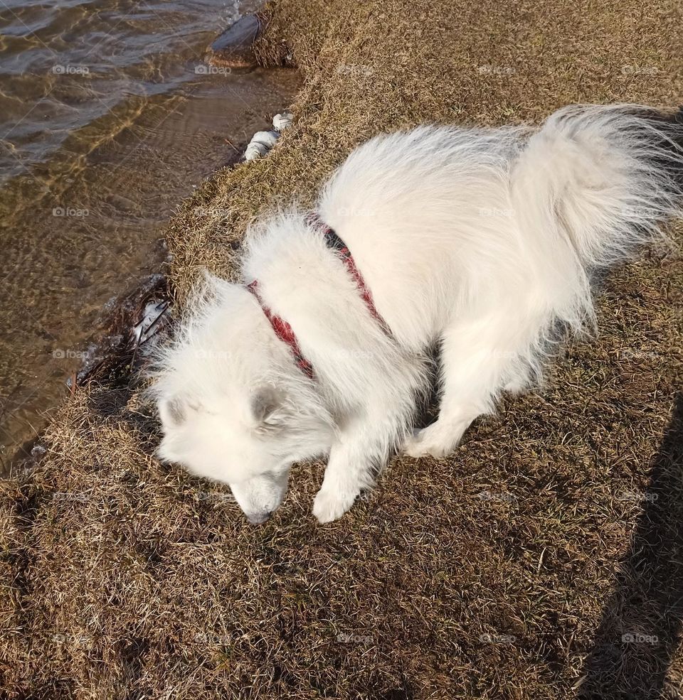 white dog outdoor, mobile photography