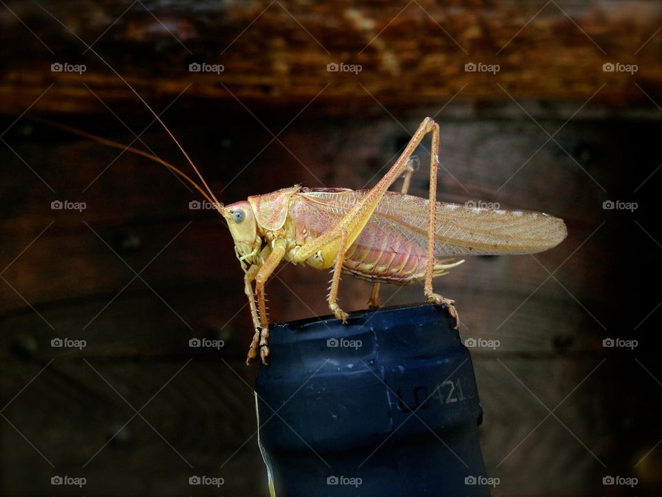 A beautiful photograph of yellow grasshopper on the edge of a glass bottle.