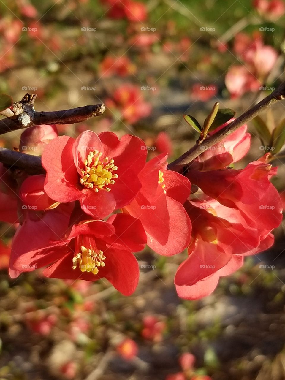 Quince bush Blooming