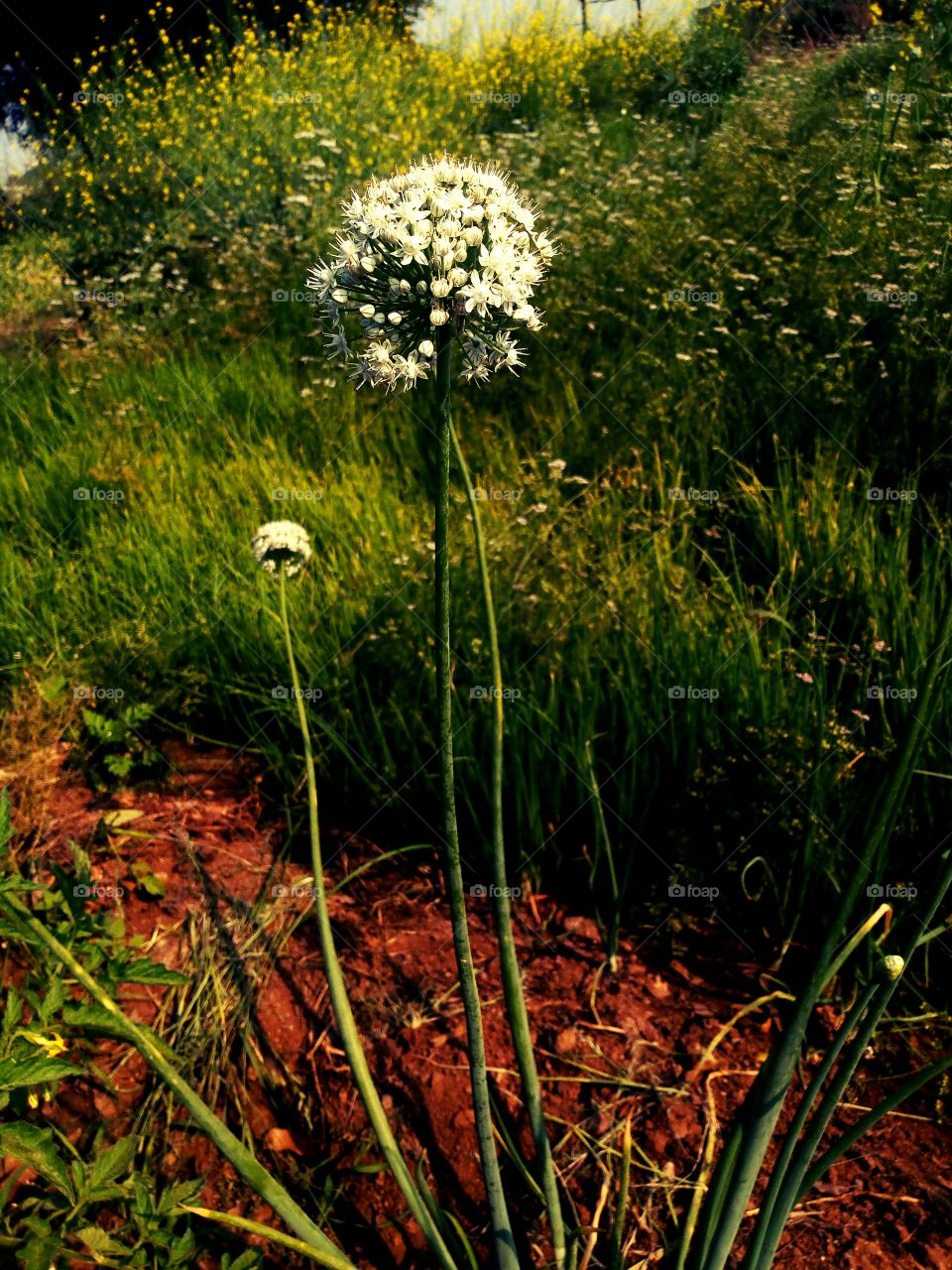 flowers in the field