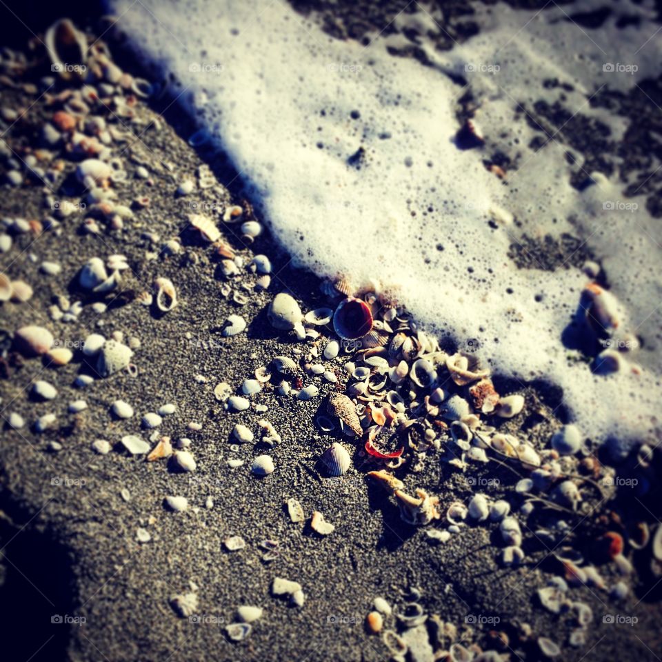 Seashells by the seashore. Beach in Sarasota, Florida