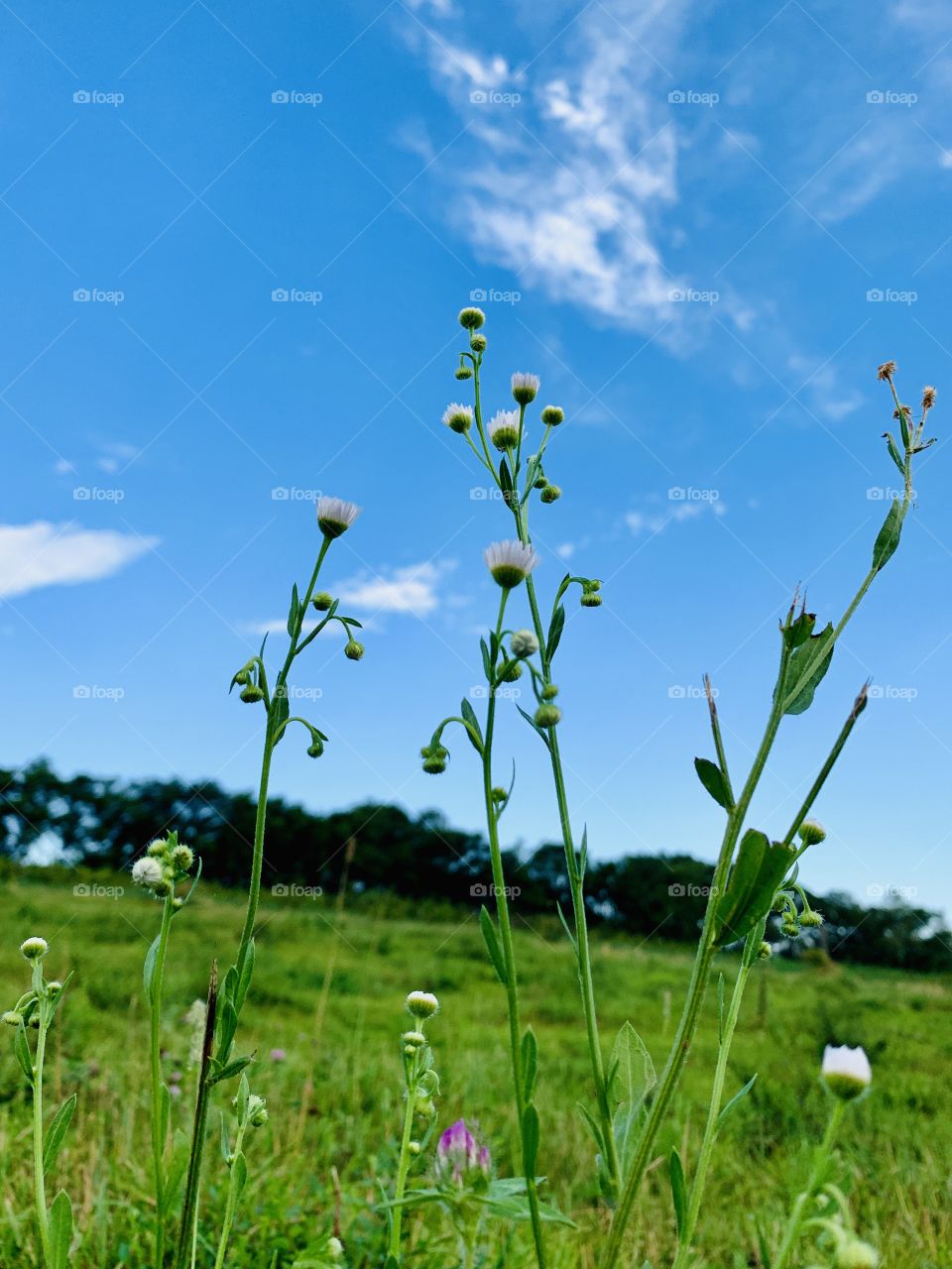 Prairie Fleabane in a meadow on a beautiful summer day in the country