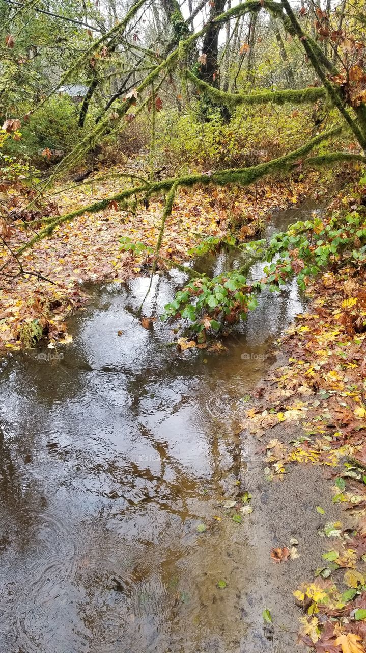 a creek in the fall