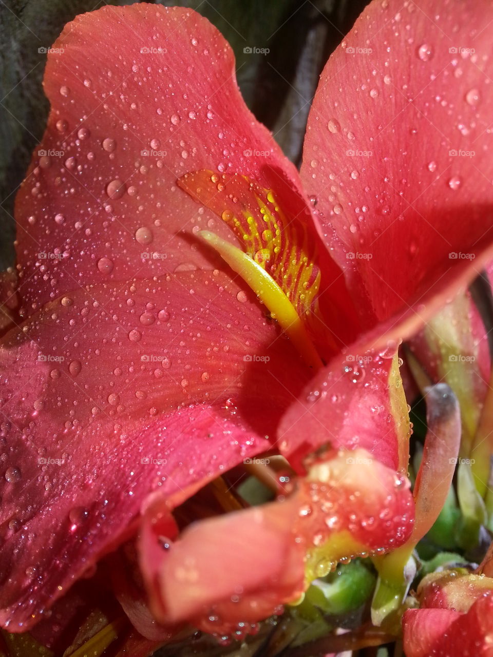 cana lily