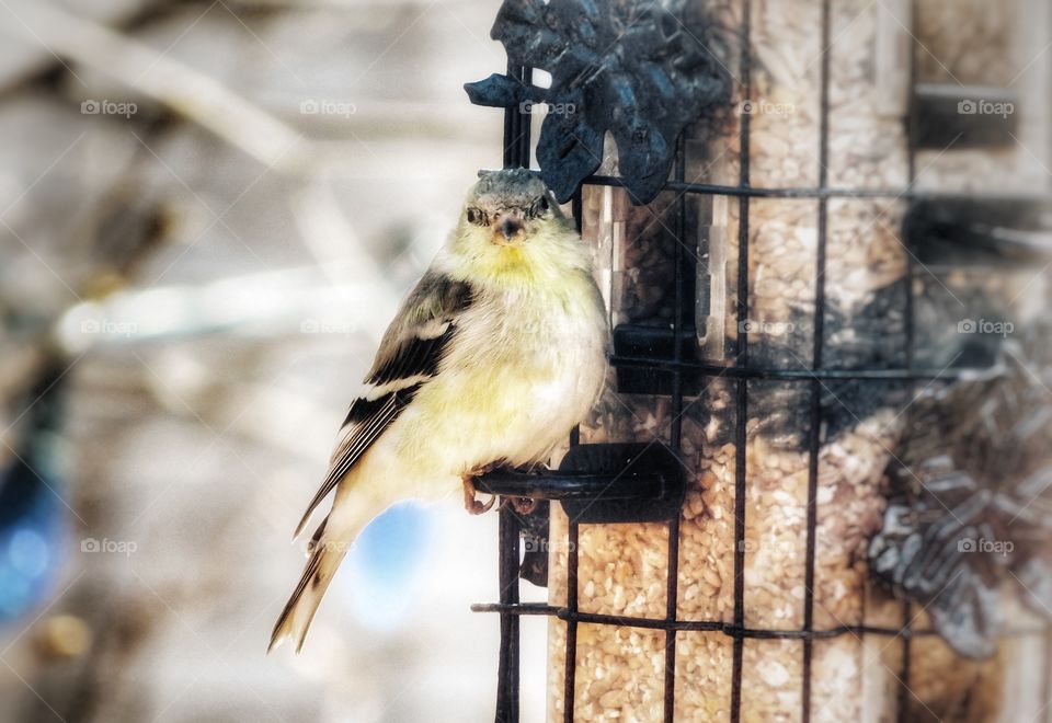 Goldfinch