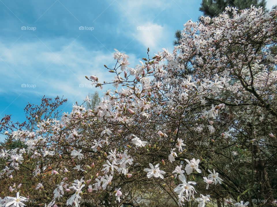 blooming magnolia in spring on a sunny day