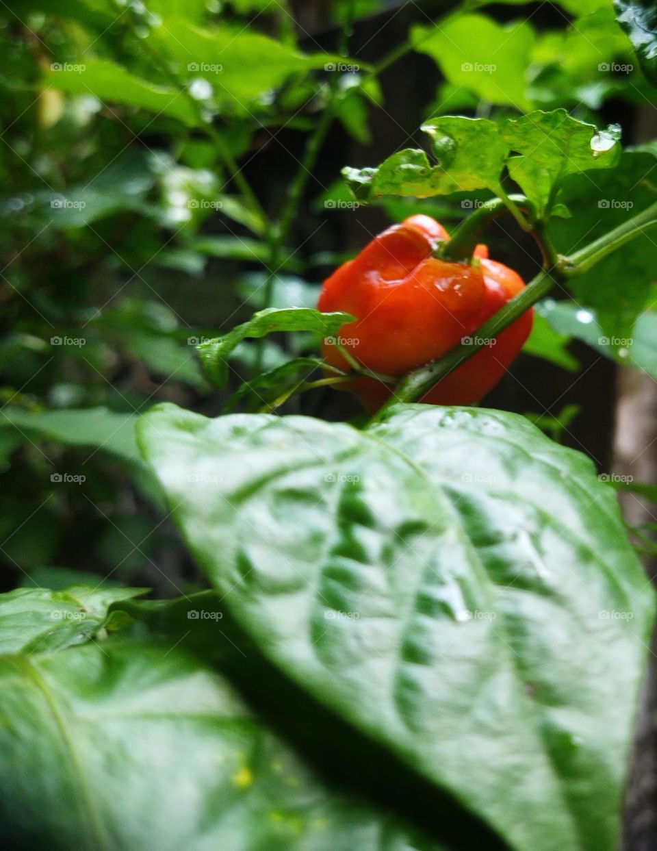 Plants around us 🌱 🪴