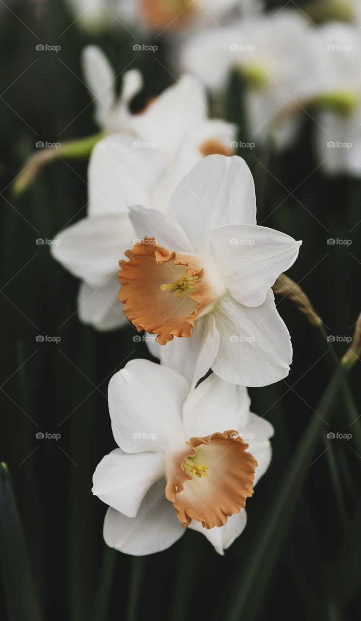 Beautiful pink cup daffodils