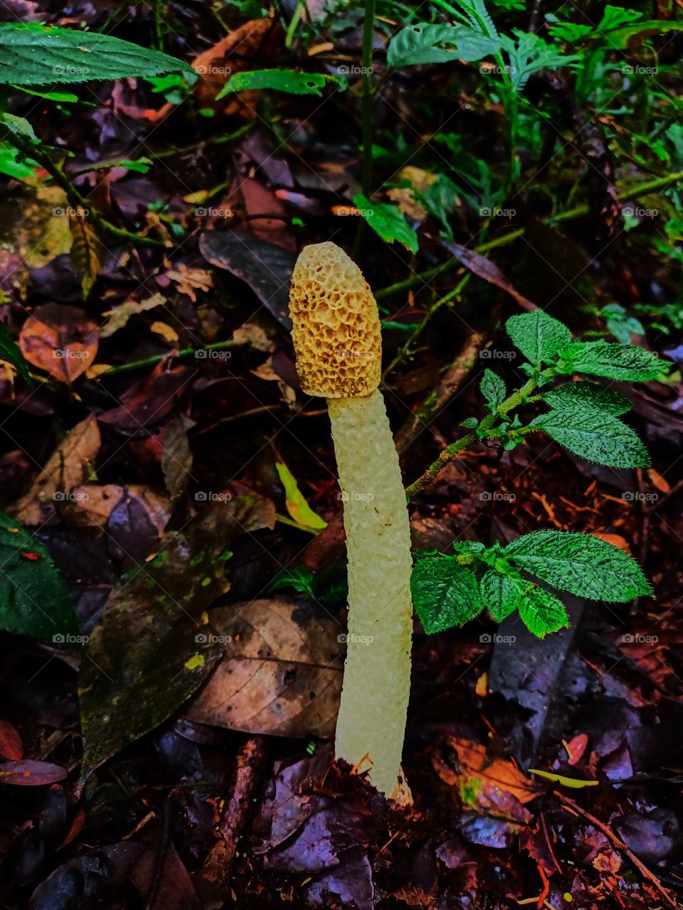 White stinkhorn (Phallus impudicus) on the ground in the tropical of rain forest