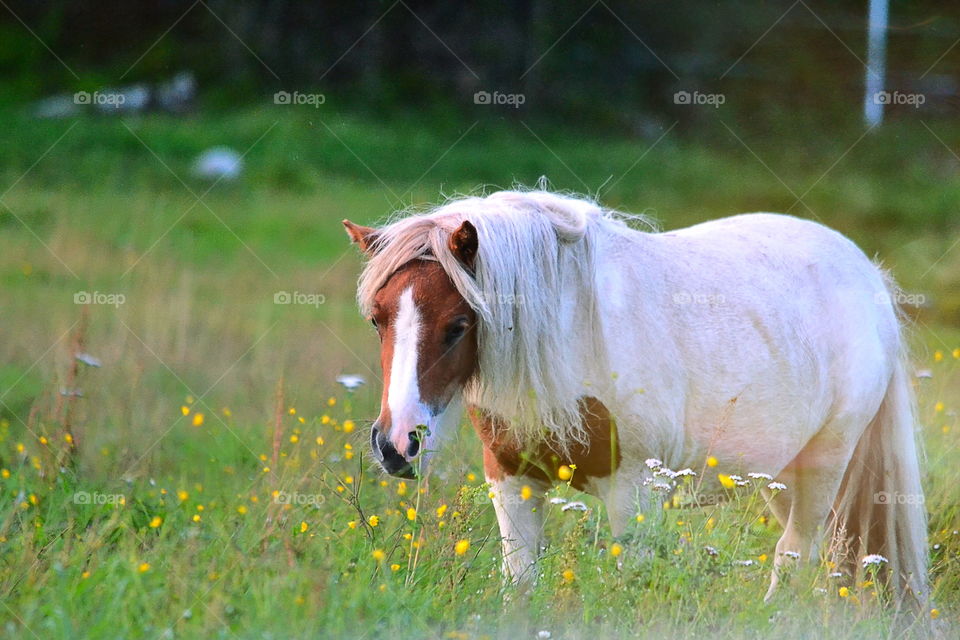 Beautiful pony