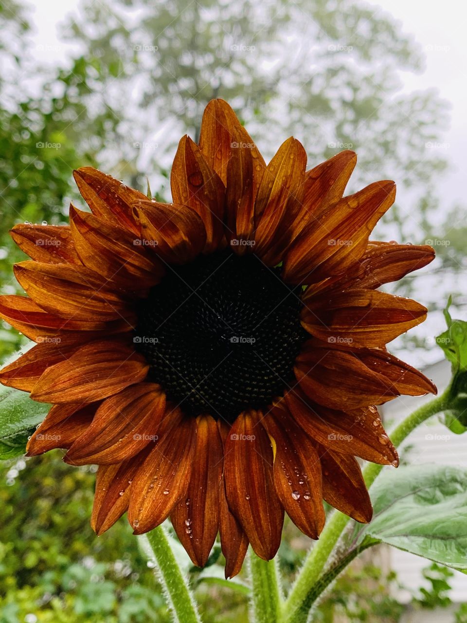 Stunning color, and a special flower. See that water droplets on this rust-colored beauty. 