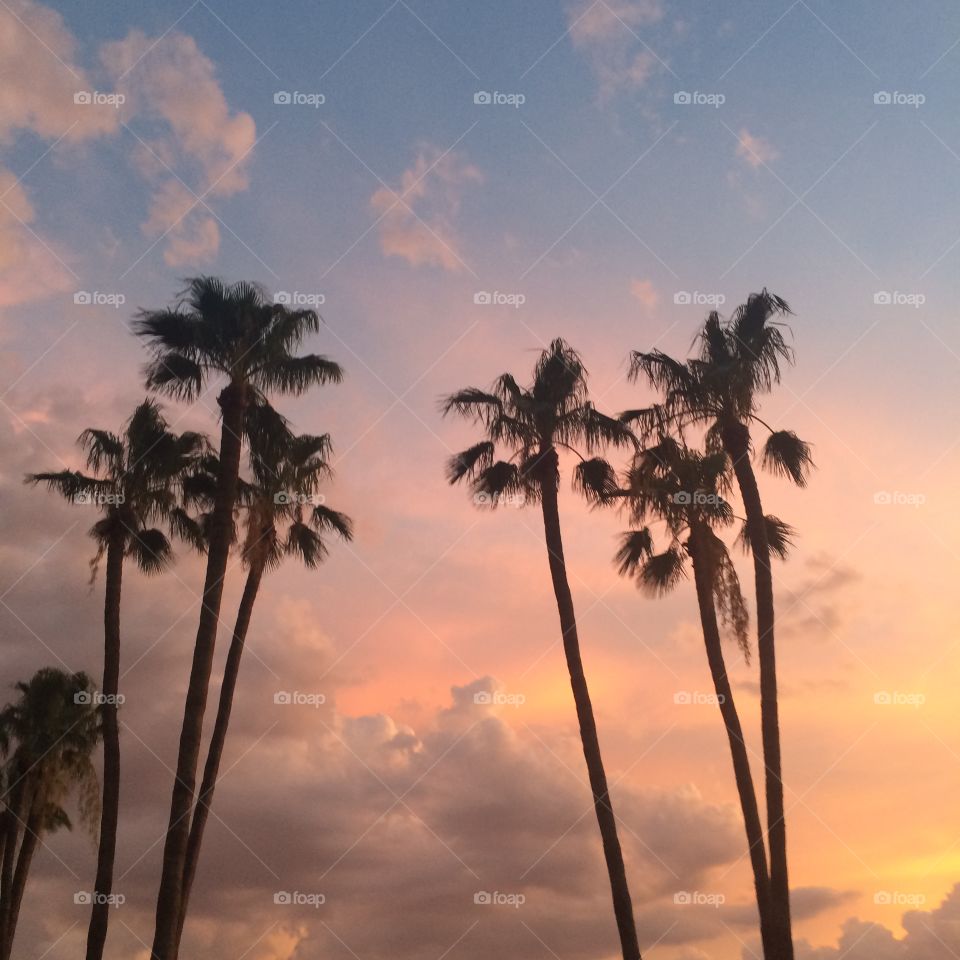 Palm trees