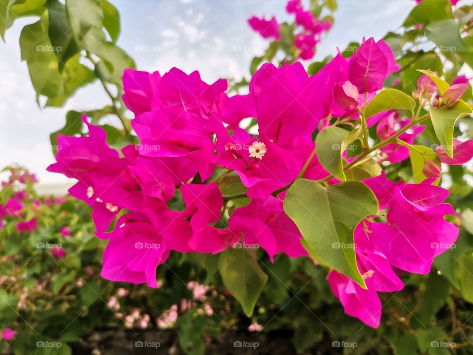 This is a bougainvillea.