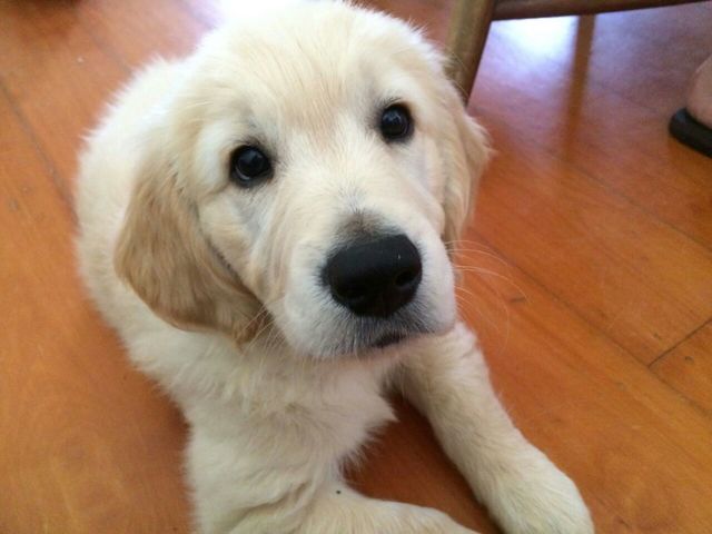 cute puppy