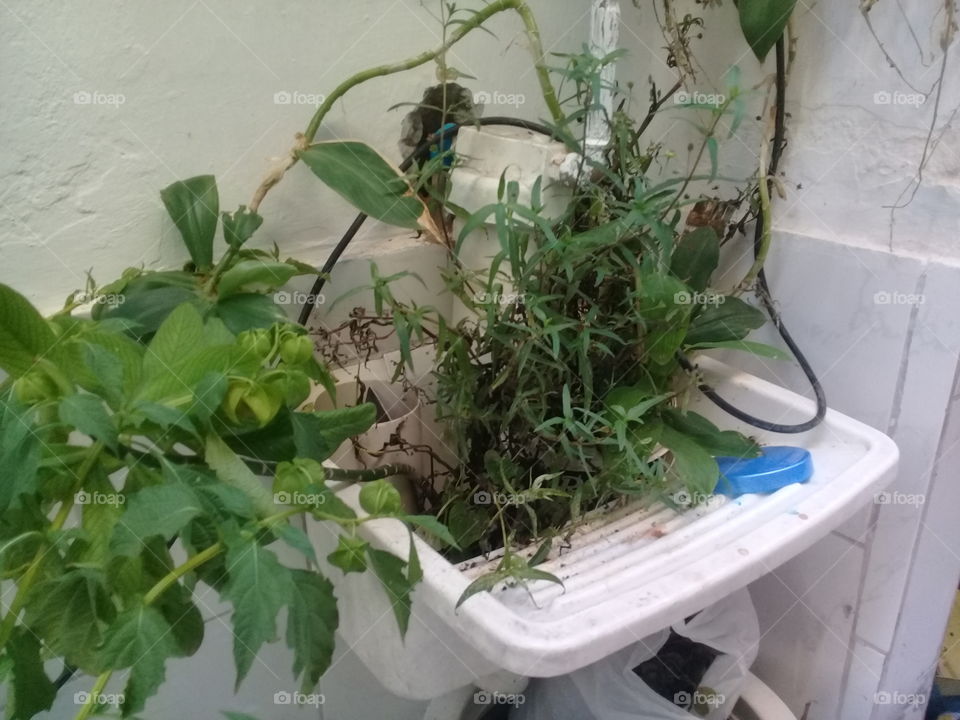 planta in sink