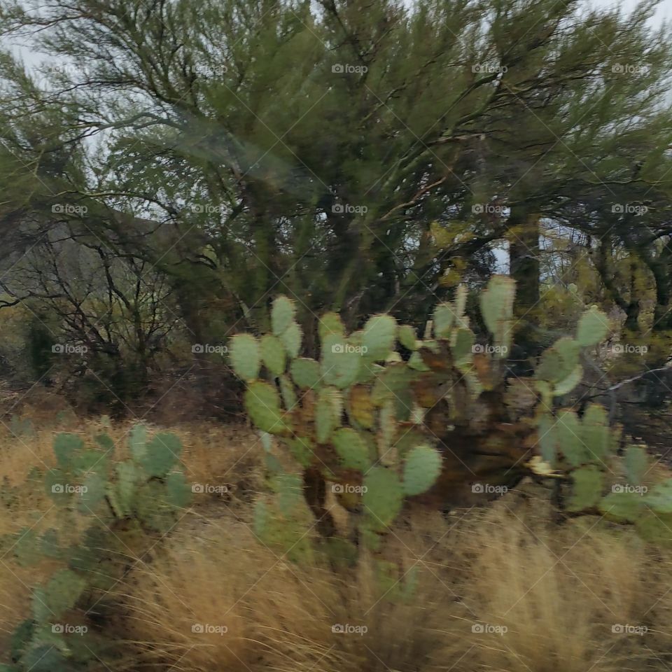 Tucson landscape