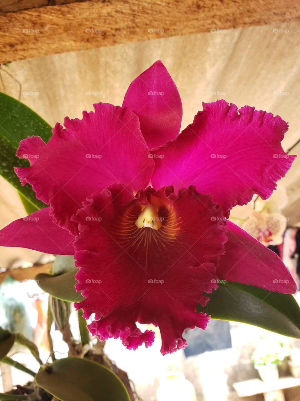 Orquídea vermelha, uma das mais belas flores do mundo, de cor intensa e perfume atraente além de chamar a atenção de qualquer um onde ela se encontra.