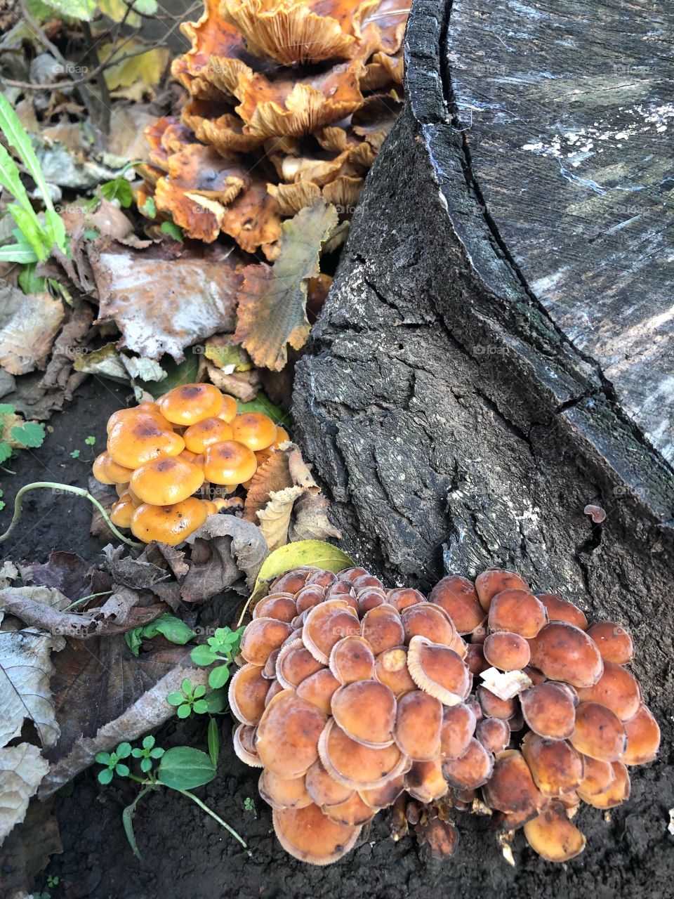 Autumn mushrooms