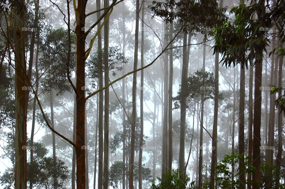 Trees in forest during foggy weather