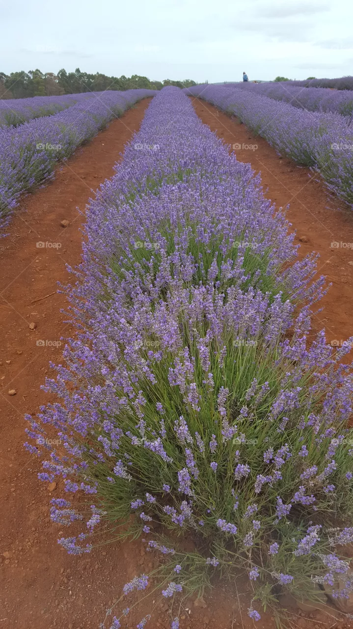 Lavender