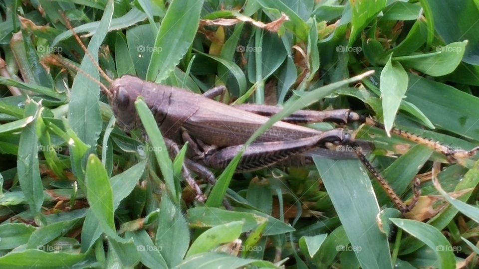 hopping in the grass. backyard visitor