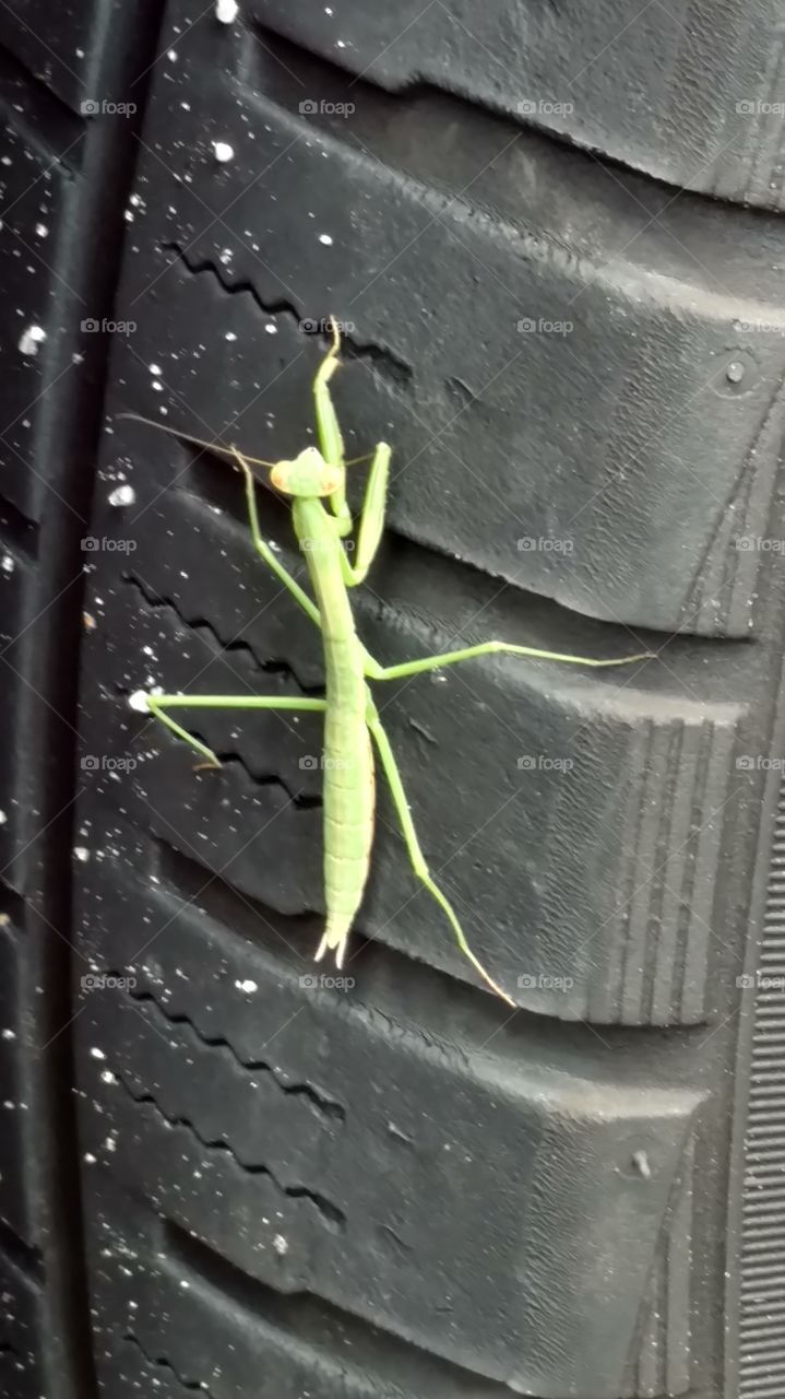 praying mantis