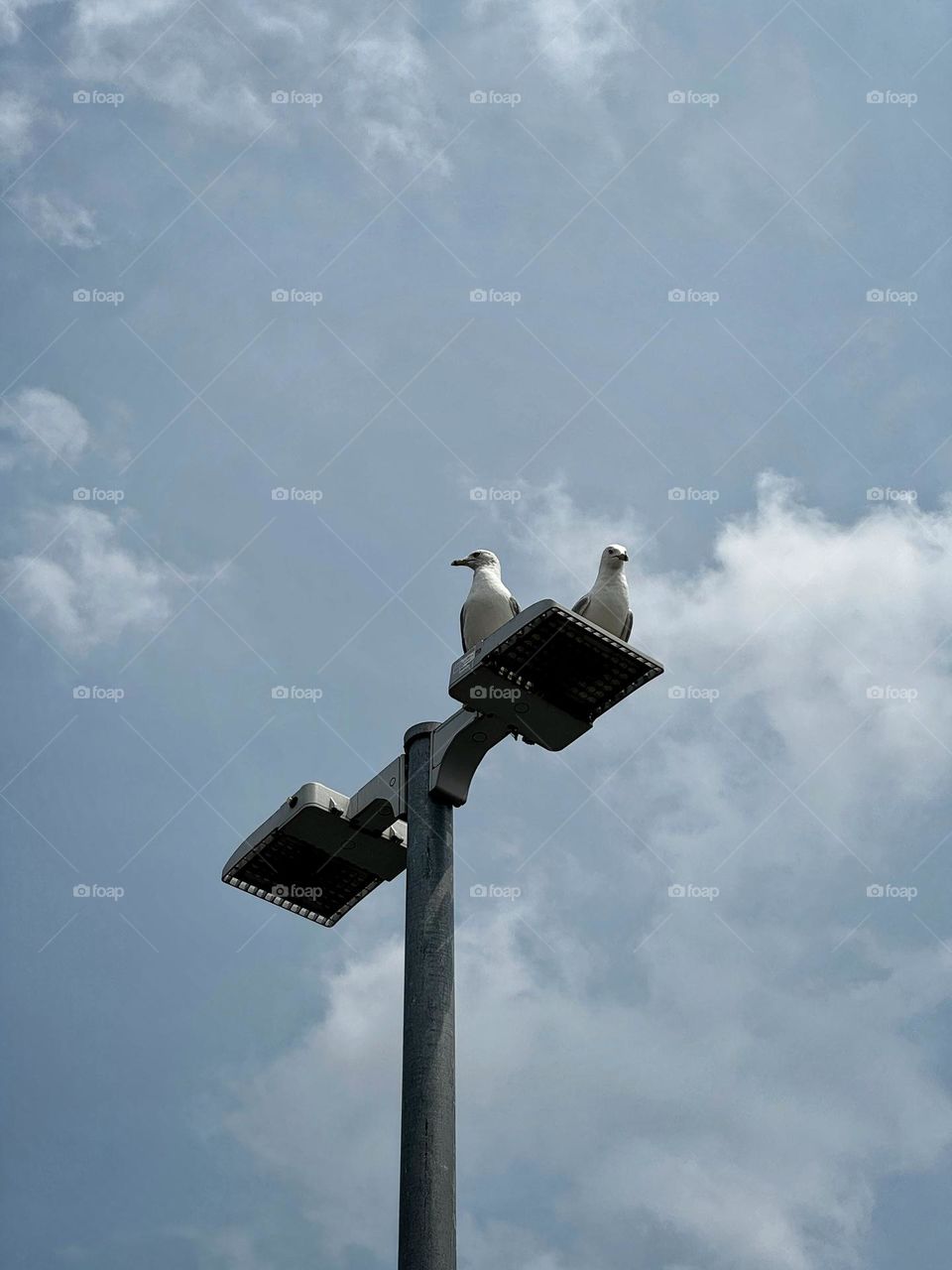 Two seagulls perched on a streetlight looking in opposite directions 