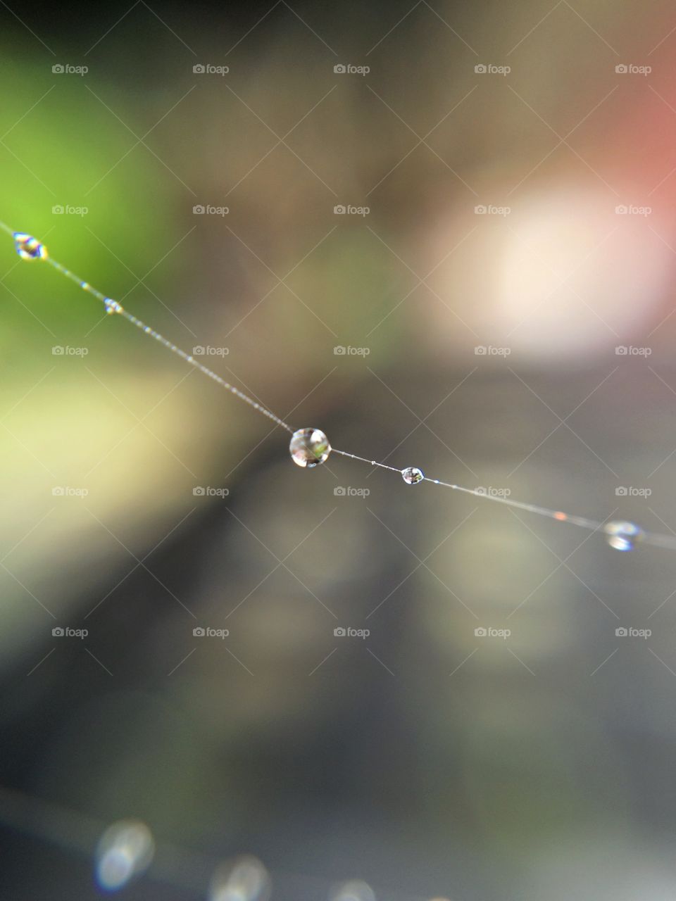 Droplets of water on a cobweb strand ...