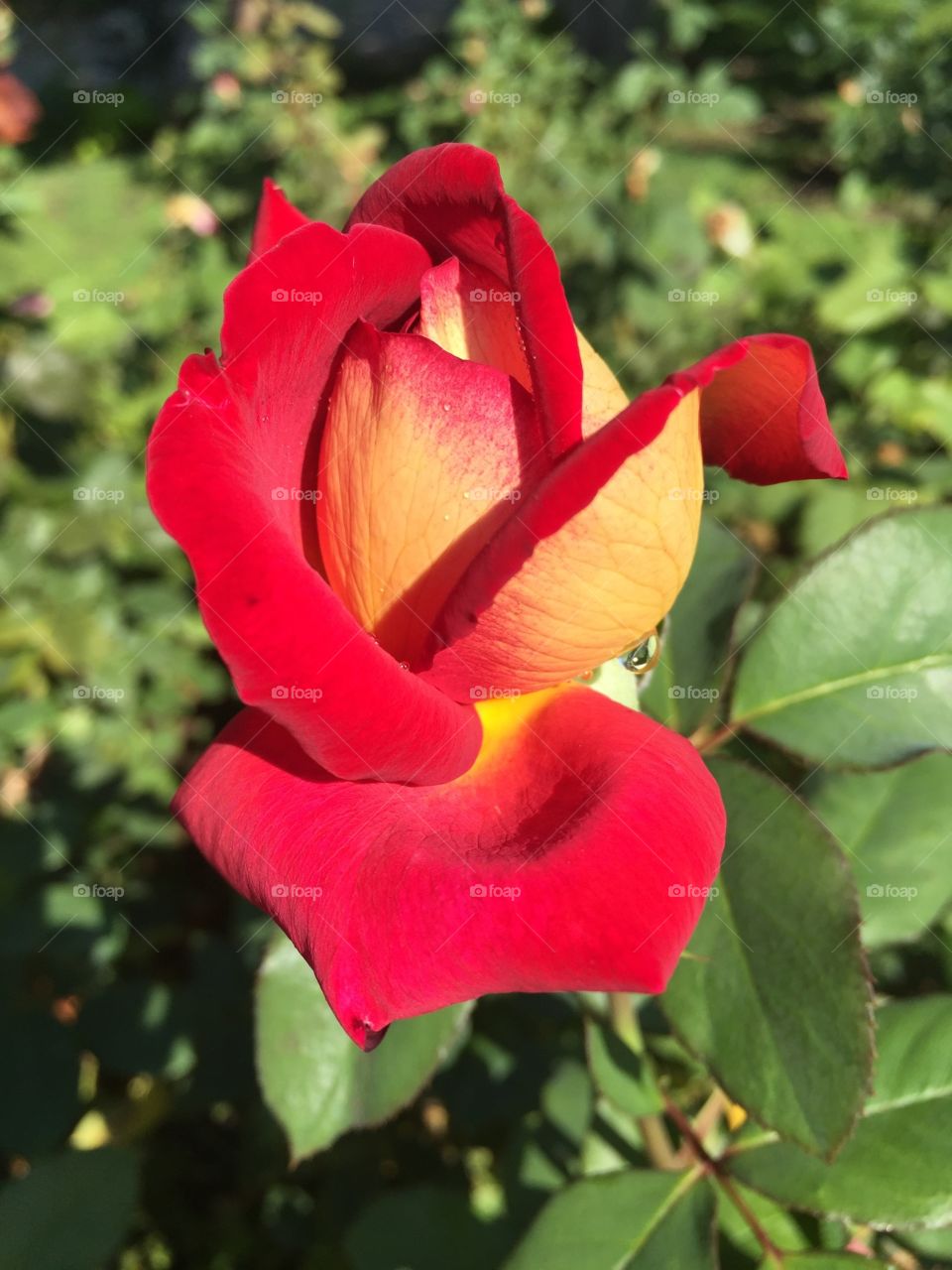 Close-up of beautiful red flower