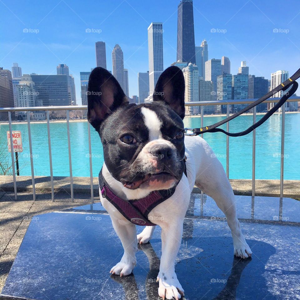 Dog standing, amazing Chicago skyline view behind.