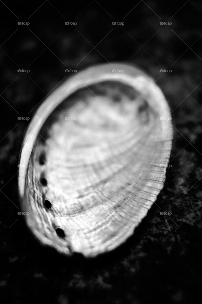 This is from a black and white visual study of shells I'm still working on.