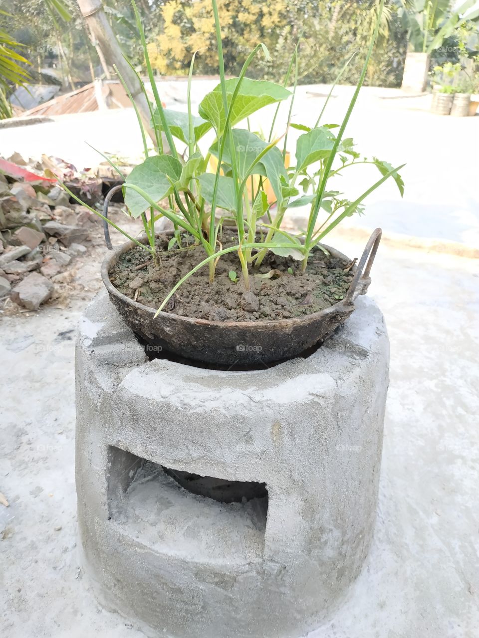 growing plant in cooking pot on pyre