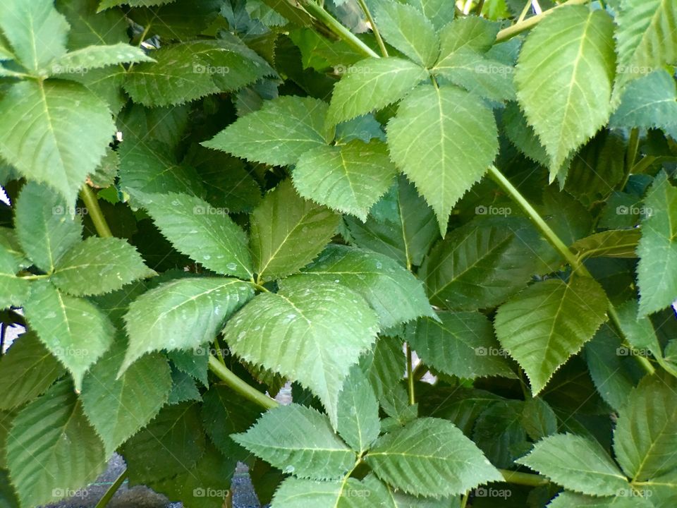  Leaves