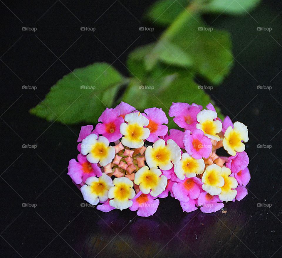 Flora and Fauna of 2019 - Foap - Beautiful stem with a variety yon Lantana flowers. 