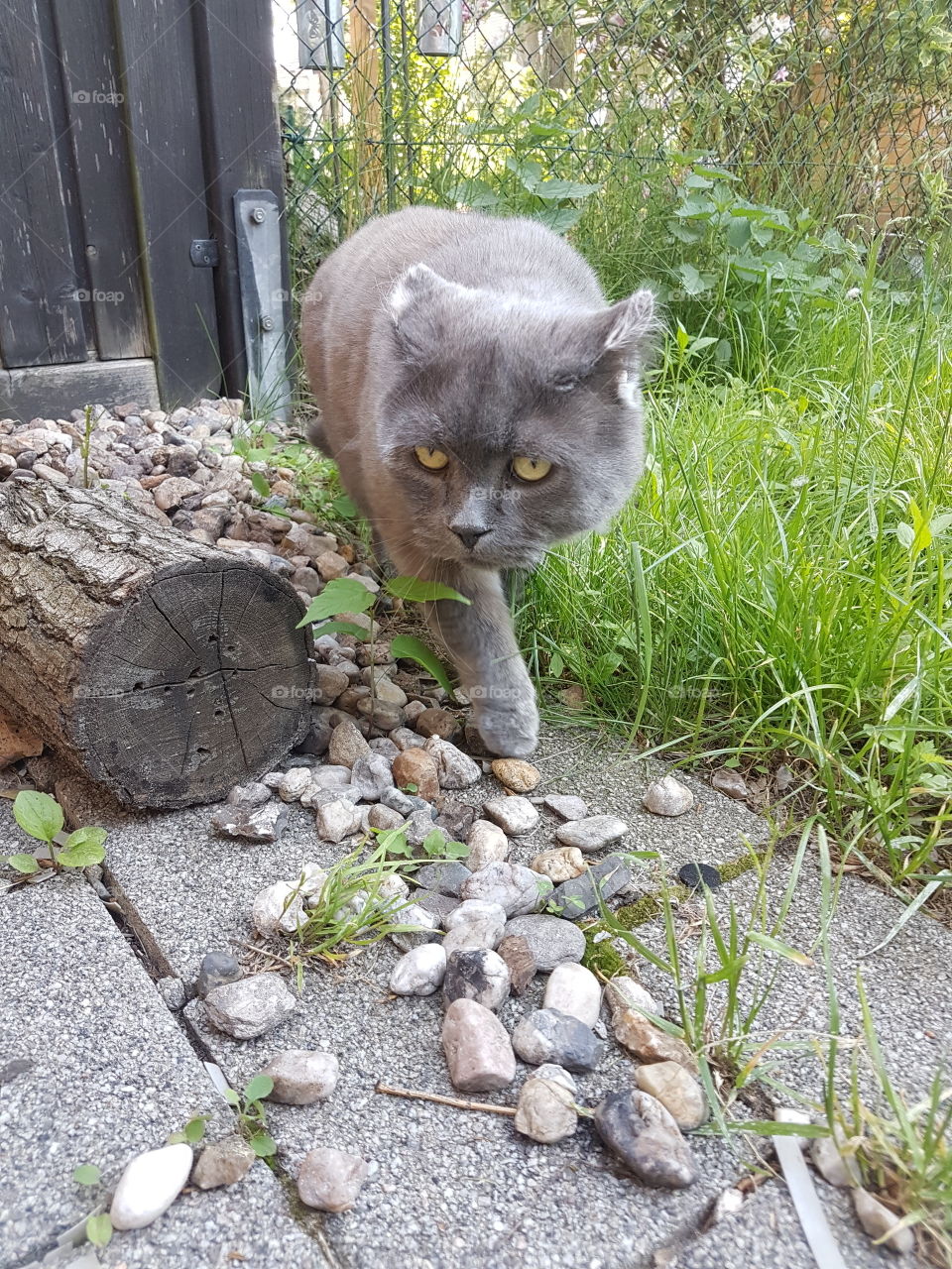 a beautiful gray cat with extraordinary eyes runs through nature and enjoys life