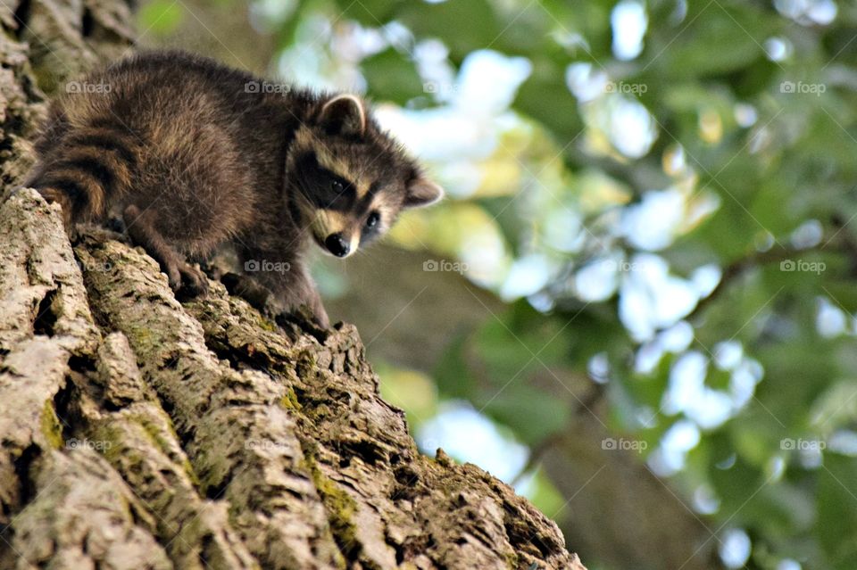 Rad Raccoon