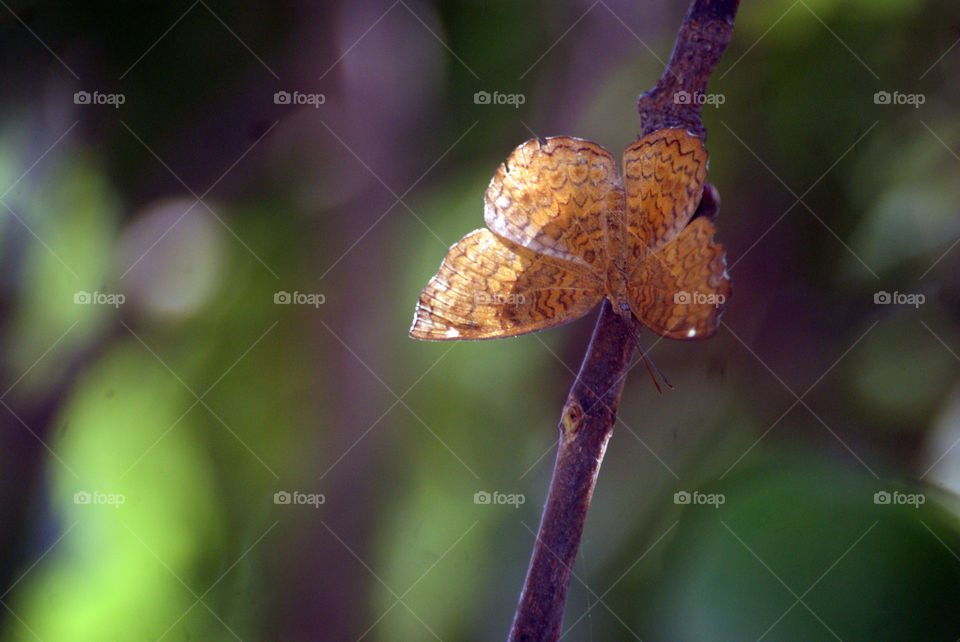 Orange textured butterfly on a tree branch, sign of hope and joy.