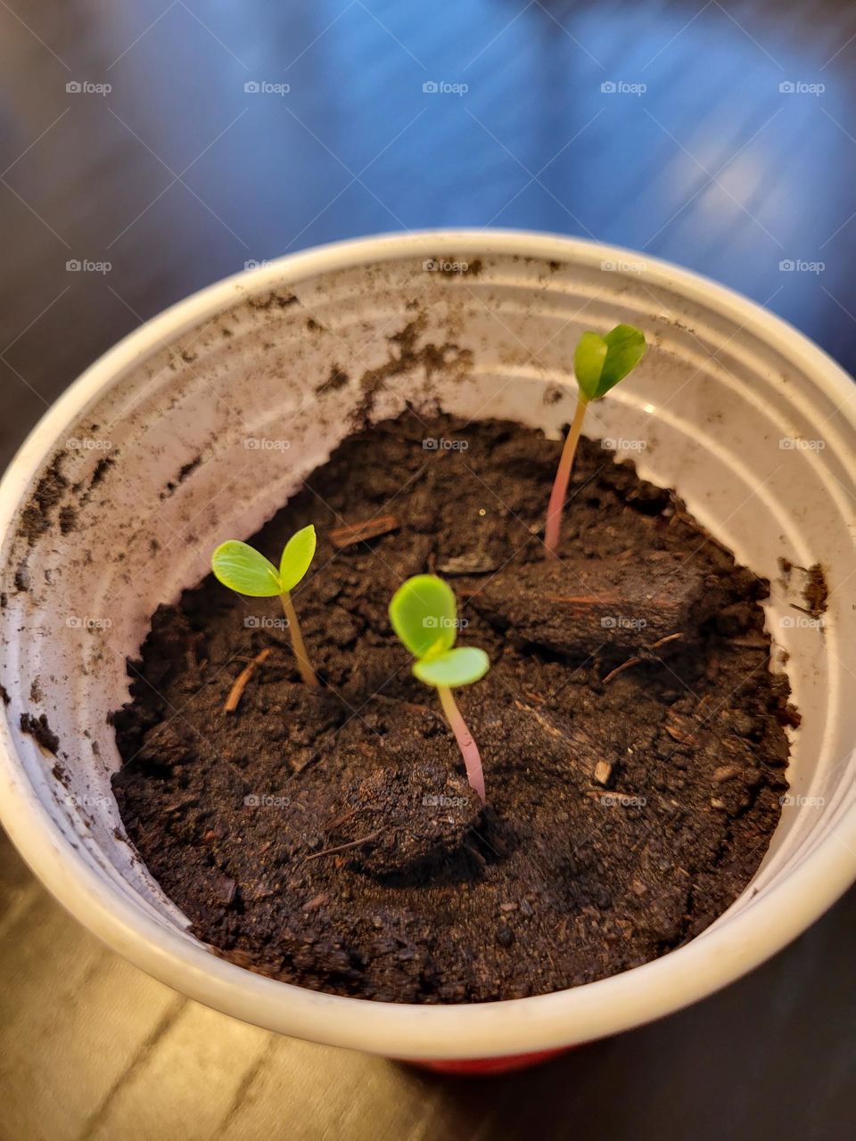 Apple tree sprouts in a cup