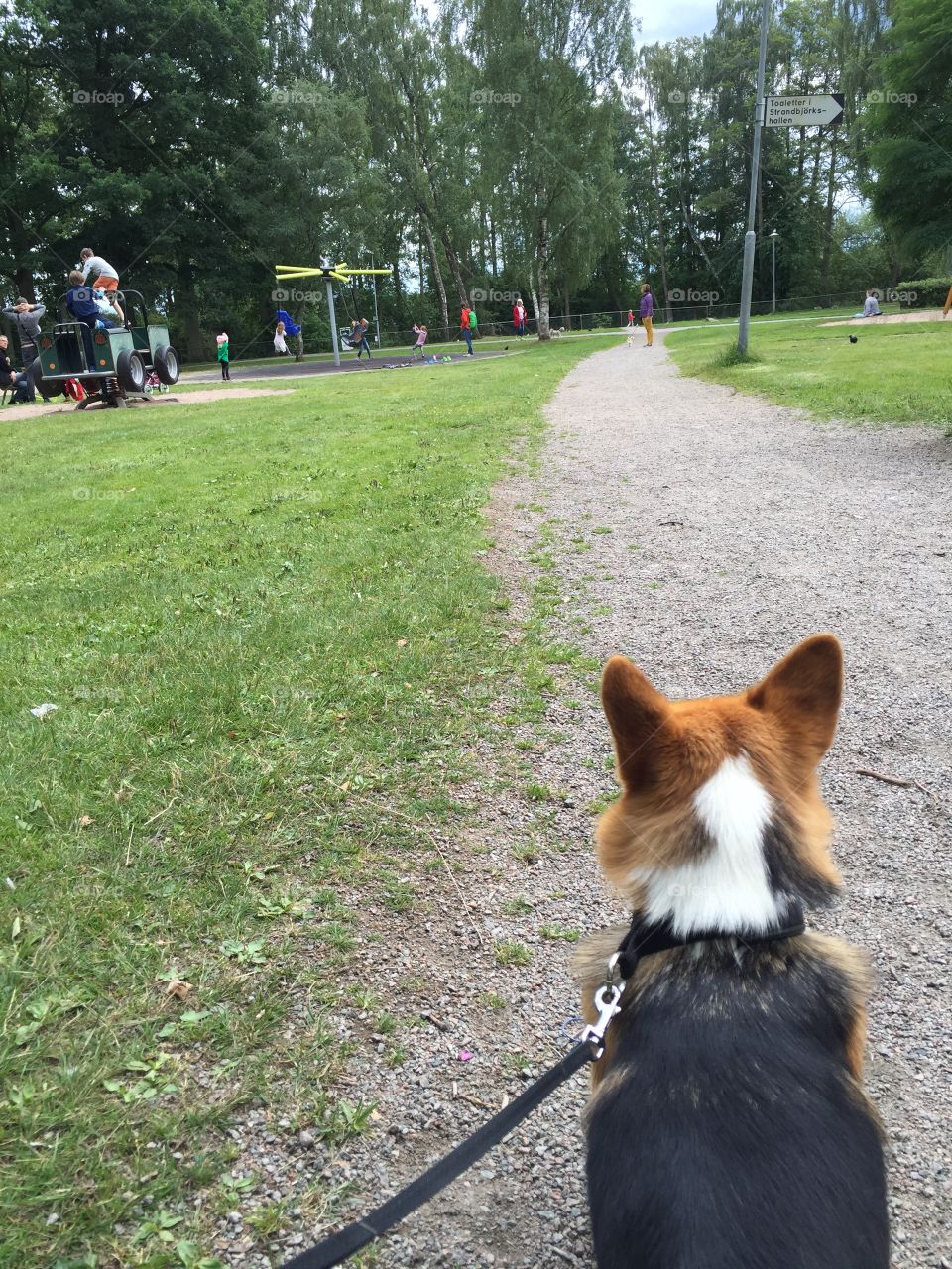 Dog looking at people in the park