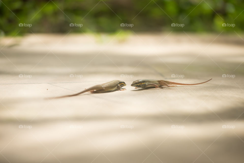2 lizards standing against eachother ready to fight