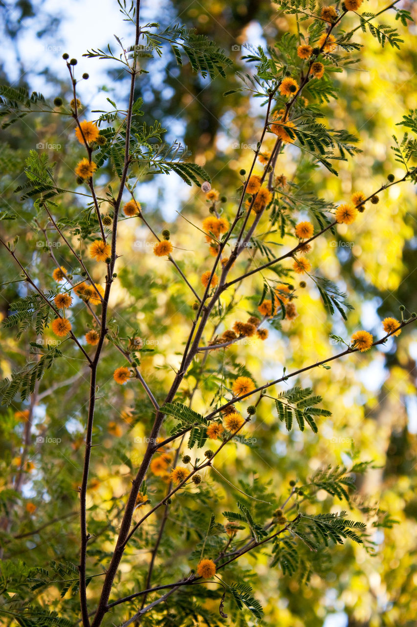 Little flowers