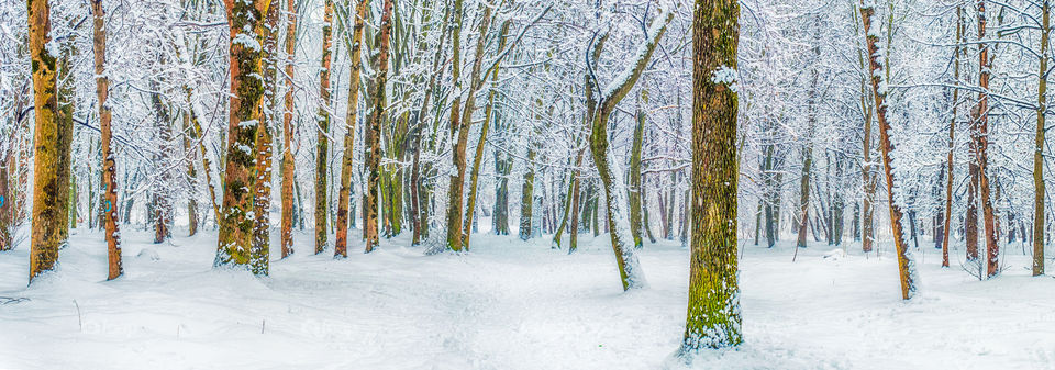 View of bare trees in winter