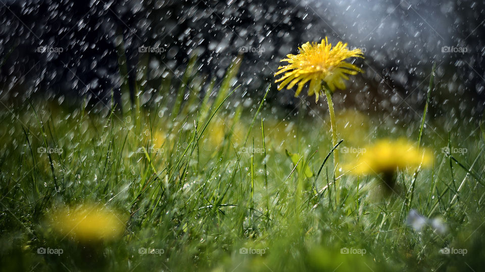 Abstract photography - a meadow in a rainy day. Yellow dandelions covered with rain drops.