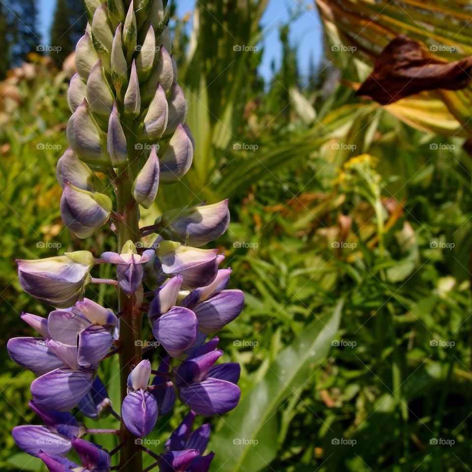 Purple in the sun